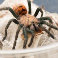 GBB munching on super worm head