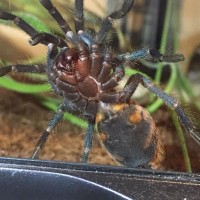 GBB