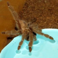 Psalmopoeus cambridgei Drinking (female, 2.25")