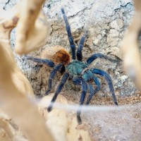 Female GBB