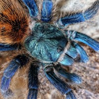 Close up shot of GBB