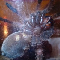 Brachypelma klaasi; 1.75" DLS