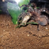 G. pulchripes #1