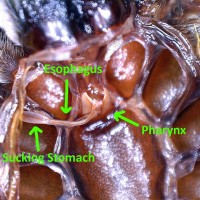 H.pulchripes Pharynx, Esophagus, and Sucking Stomach