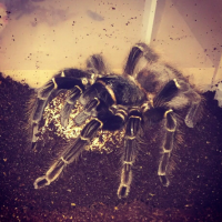 An adult female is carrying an egg sac