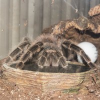 L. difficilis drinking from her water dish