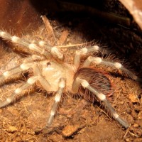 Freshly Molted Acanthoscurria geniculata Sling