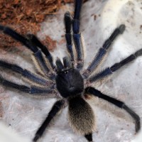 M.balfouri MM