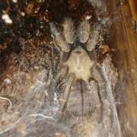 freshly molted O. aureotibialis