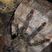 P.cambridgei