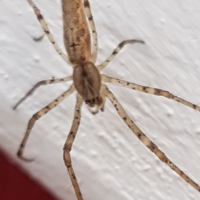Barn door spider.