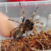 Brachypelma auratum