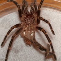 2.5 inch G. pulchripes