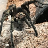 Phormictopus sp green adult male