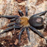 Cyclosternum sp. cundinamarca