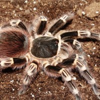 A. geniculata