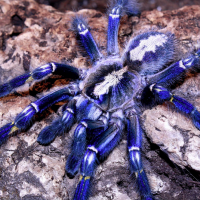 P. metallica female