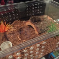 G.pulchripes new home