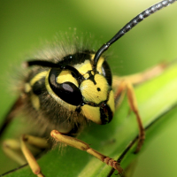 V. pensylvannica