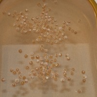 Plsalmopoeus pulcher eggs