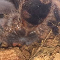 3" G. pulchripes