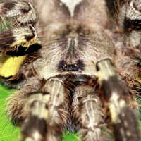 P. regalis