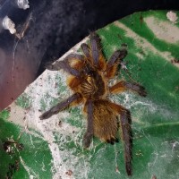 harpactira pulchripes