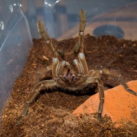 6-7" T. stirmi Giving Out High Fives