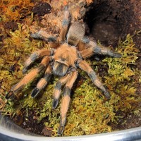 0.1 Aphonopelma moderatum