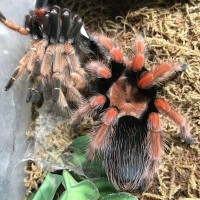 B. Boehmei