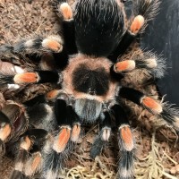 Smithi