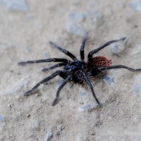 Pamphobeteus antinous