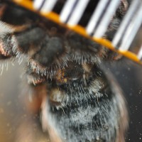 B. smithi ventral