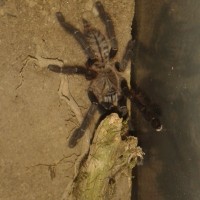 Phormingochilus carpenteri female ~13cm