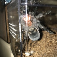 Aphonopelma anax