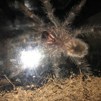 0.0.1 Lasiodora klugi (3.25" DLS)