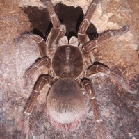 T.stirmi