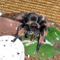 Brachypelma emilia; 2.5 DLS; Molt Date 5-21-17