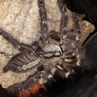 P.ornata