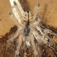 A.aurantiaca