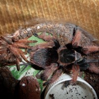 Brachypelma klaasi; 2.5 DLS; Molt Date 5-28-17