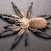 Monocentropus balfouri