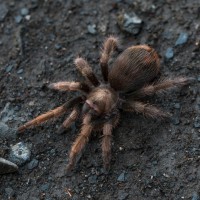 Aphonopelma chalcodes