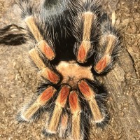 B. Boehmei freshly molted today