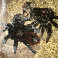 Freshly molted B. vagans