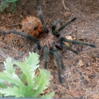 C. cyaneopubescens feeding