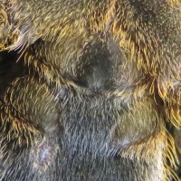 Poecilotheria sp. lowland