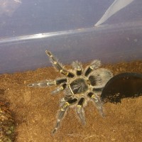 G.Pulchripes