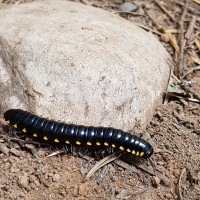 Harpaphe haydeniana