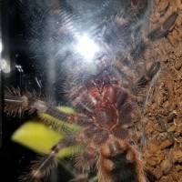 G. pulchripes #2